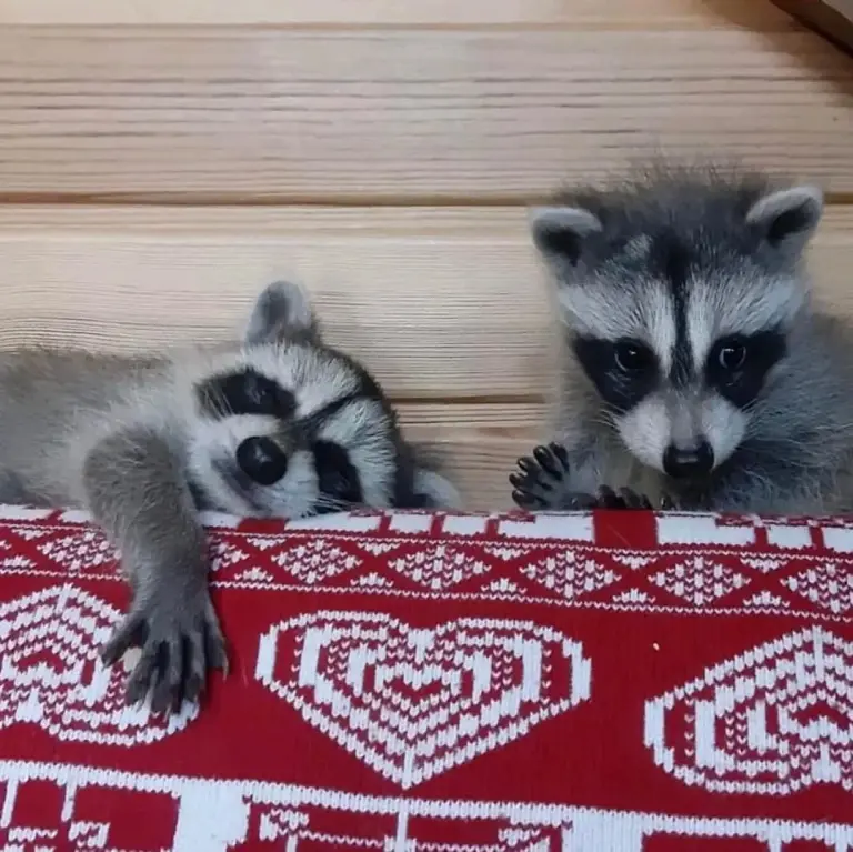 Waschbärbabys zu verkaufen Waschbärbabys zu verkaufen