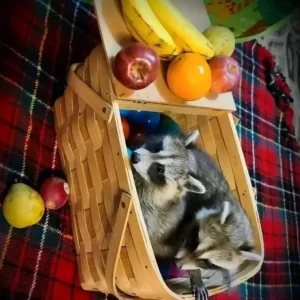 Raccoon babies for sale
