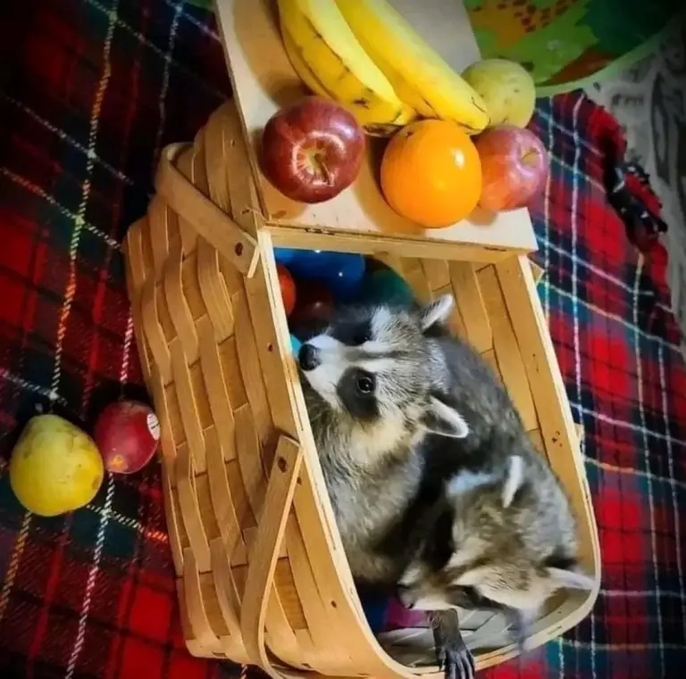Raccoon babies for sale Raccoon babies for sale