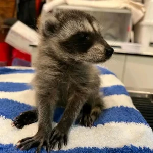 Waschbärbabys zu verkaufen