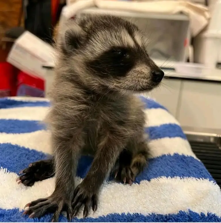 Raccoon babies for sale Waschbärbabys zu verkaufen