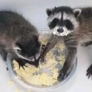 Waschbärbabys zu verkaufen