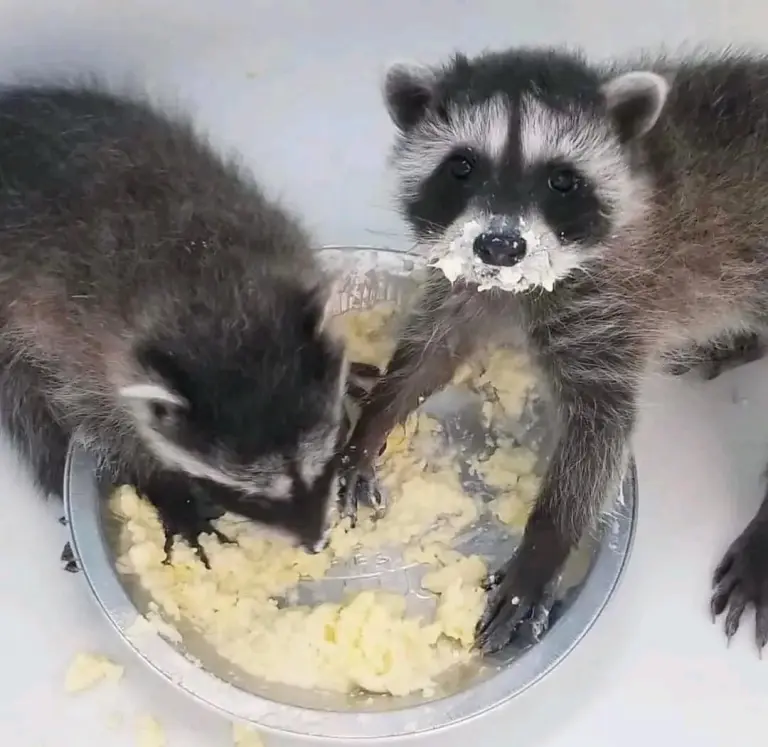 Waschbärbabys zu verkaufen Waschbärbabys zu verkaufen