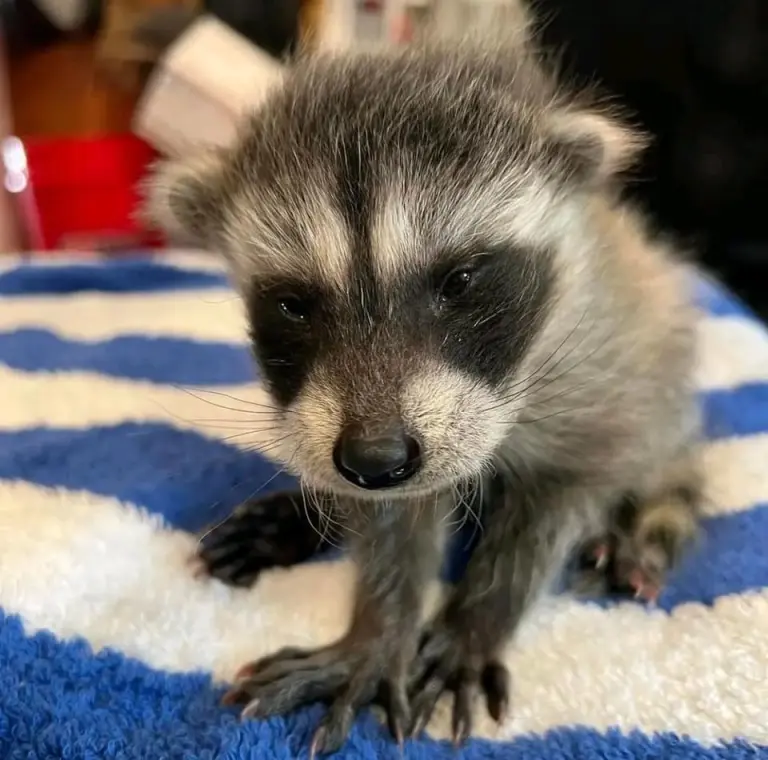 Waschbärbabys zu verkaufen Waschbärbabys zu verkaufen