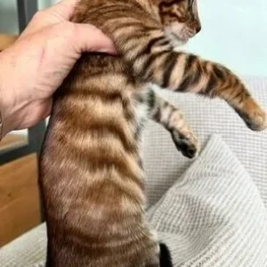 Weiblicher Toyger zu verkaufen, 12 Wochen alt