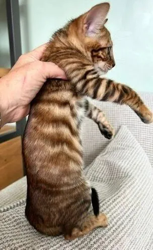 Weiblicher Toyger zu verkaufen, 12 Wochen alt Weiblicher Toyger zu verkaufen, 12 Wochen alt