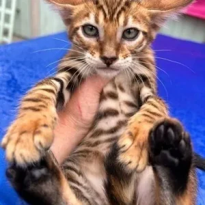 Weiblicher Toyger zu verkaufen, 12 Wochen alt
