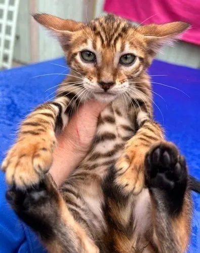 Weiblicher Toyger zu verkaufen, 12 Wochen alt Weiblicher Toyger zu verkaufen, 12 Wochen alt