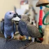 Afrikanischer Graupapagei zu verkaufen, 5 Monate alt