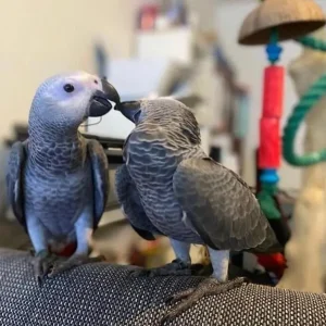 Afrikanischer Graupapagei zu verkaufen, 5 Monate alt
