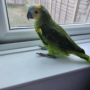 Blaufrontiger Amazonas zu verkaufen