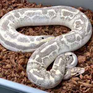 Adult ball python with leopard skin