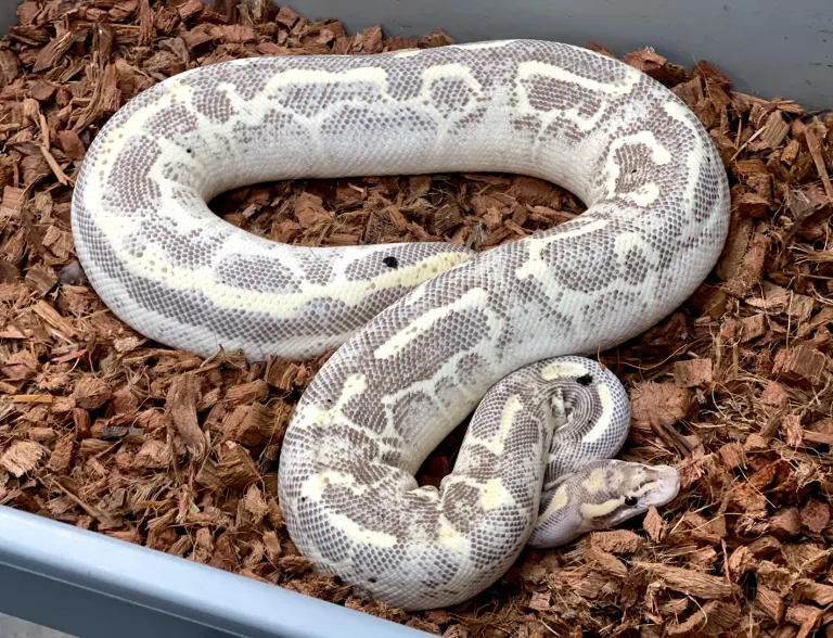 Adult ball python with leopard skin Adult ball python with leopard skin