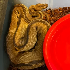 2021 Adult Ball Python