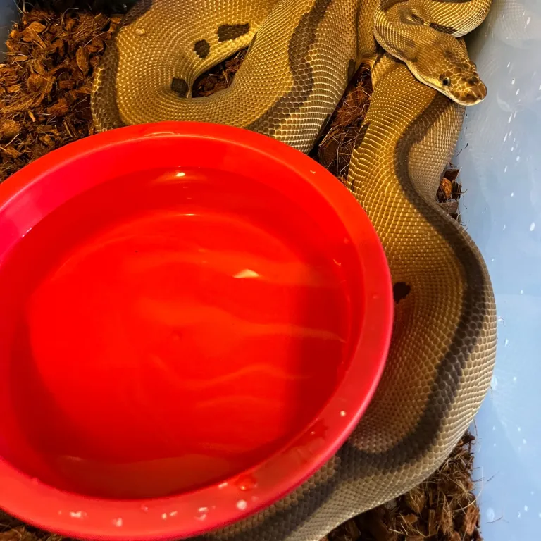 2021 Adult Ball Python 2021 Adult Ball Python