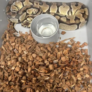 Pastel Enchi Het Clown Ball Python
