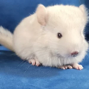 Adult female chinchilla