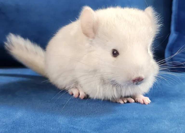 Adult female chinchilla Adult female chinchilla