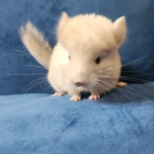 Adult female chinchilla