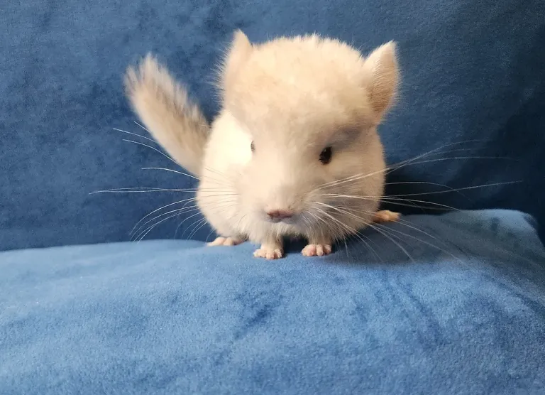 Adult female chinchilla Adult female chinchilla
