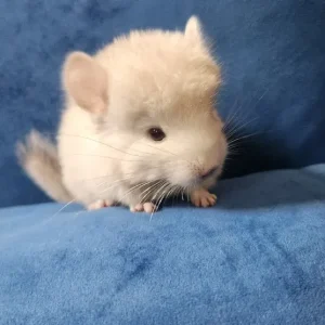 Adult female chinchilla