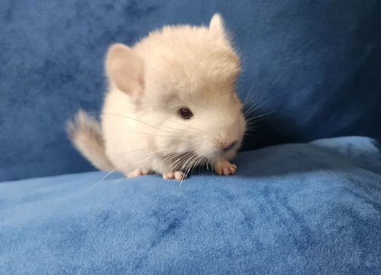 Adult female chinchilla Adult female chinchilla