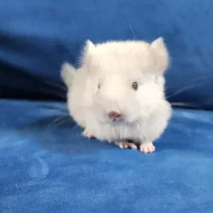 Erwachsenes weibliches Chinchilla