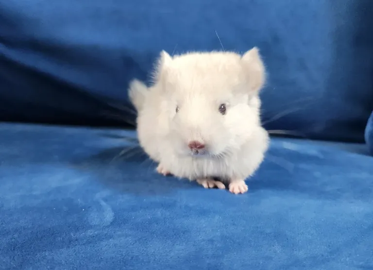 Erwachsenes weibliches Chinchilla Erwachsenes weibliches Chinchilla