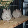 Ein erwachsenes Chinchilla-Pärchen, Männchen und Weibchen