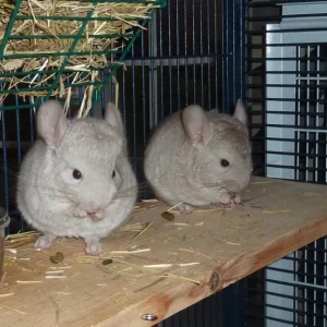 Ein erwachsenes Chinchilla-Pärchen, Männchen und Weibchen