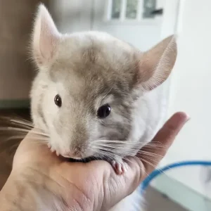 9 month old male chinchilla