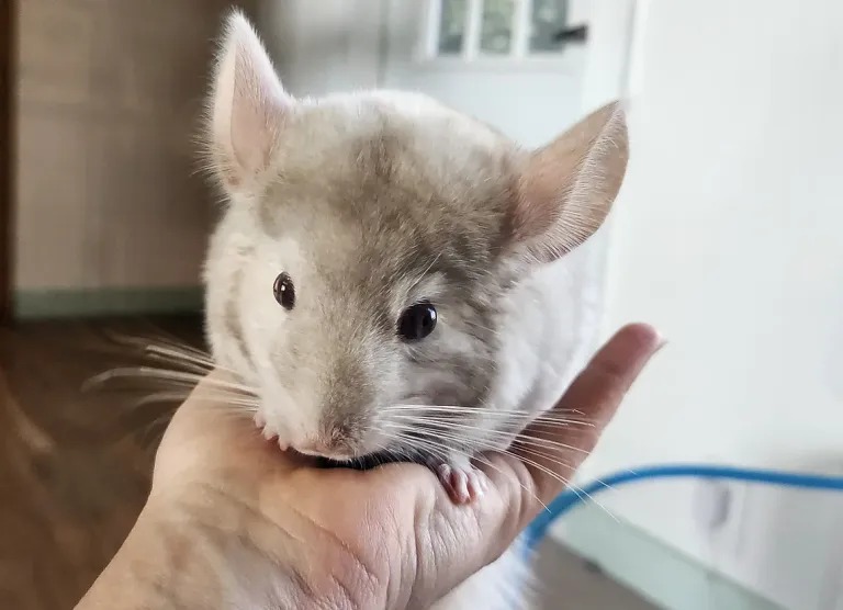 9 month old male chinchilla 9 month old male chinchilla