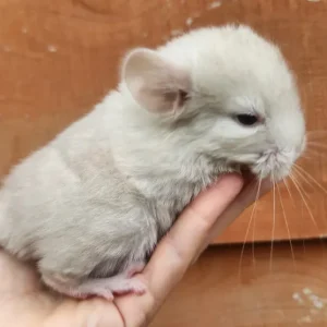 9 Monate altes männliches Chinchilla