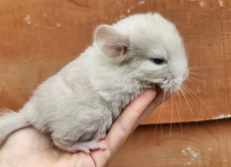 9 Monate altes männliches Chinchilla 9 Monate altes männliches Chinchilla