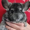 erwachsenes männliches Chinchilla zu verkaufen
