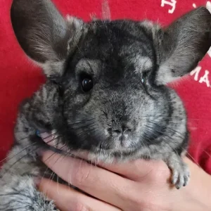 erwachsenes männliches Chinchilla zu verkaufen