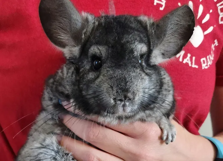 erwachsenes männliches Chinchilla zu verkaufen erwachsenes männliches Chinchilla zu verkaufen