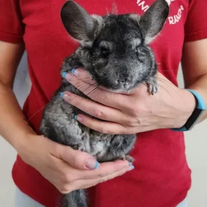 erwachsenes männliches Chinchilla zu verkaufen