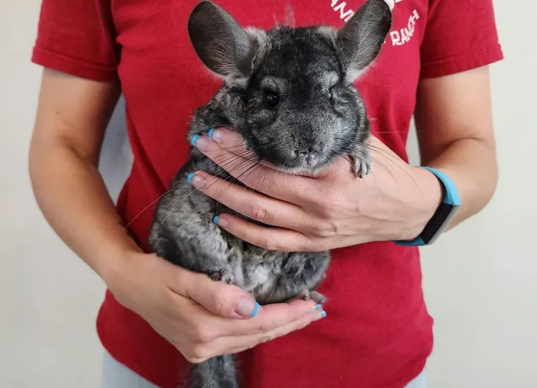 erwachsenes männliches Chinchilla zu verkaufen erwachsenes männliches Chinchilla zu verkaufen