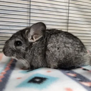 erwachsenes männliches Chinchilla zu verkaufen