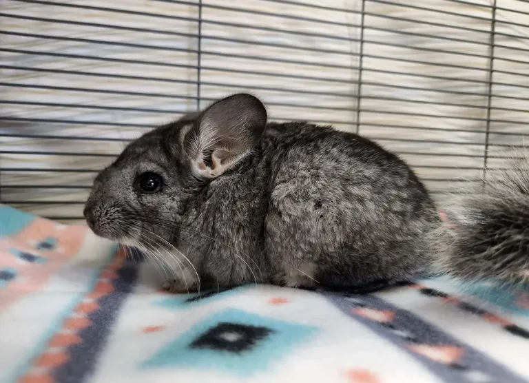 erwachsenes männliches Chinchilla zu verkaufen erwachsenes männliches Chinchilla zu verkaufen