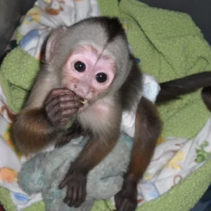 3-month-old male capuchin monkey