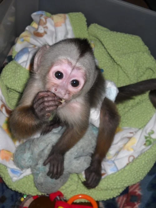 3-month-old male capuchin monkey 3-month-old male capuchin monkey