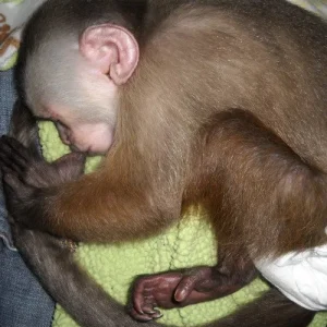 3-month-old male capuchin monkey