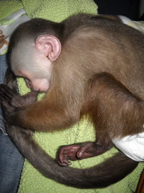 3-month-old male capuchin monkey 3-month-old male capuchin monkey