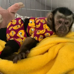 2-month-old male capuchin monkey