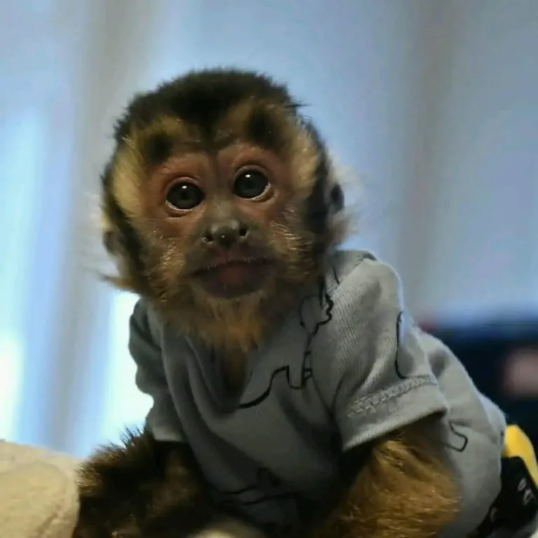 2-month-old male capuchin monkey 2-month-old male capuchin monkey