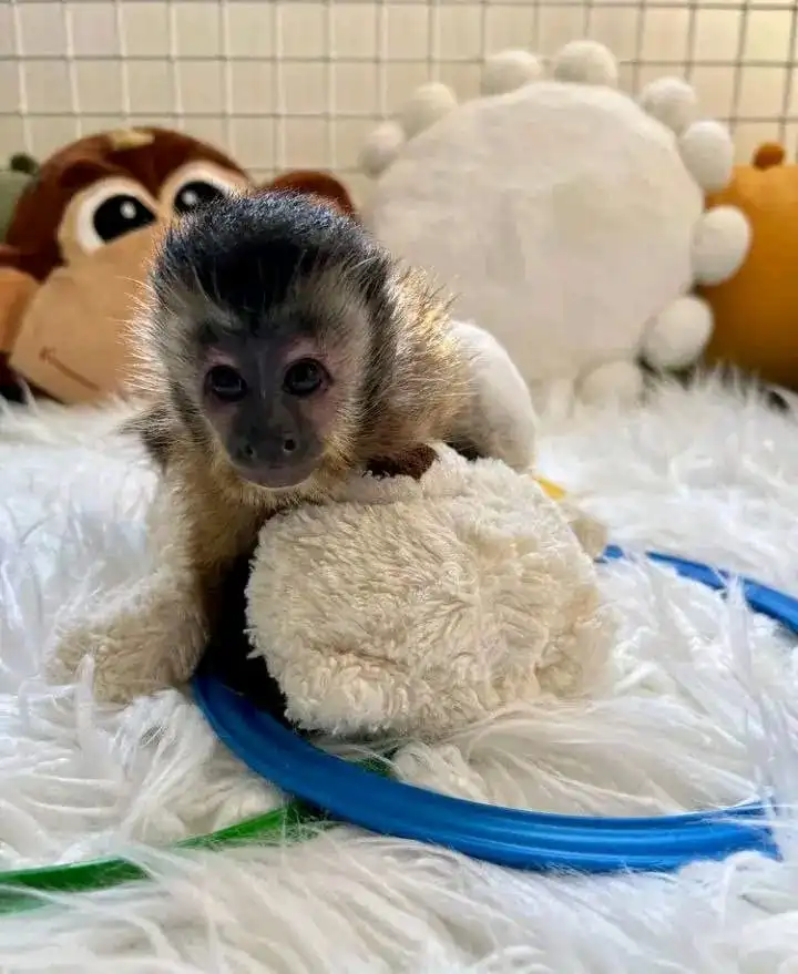 2-month-old female capuchin monkey 2-month-old female capuchin monkey
