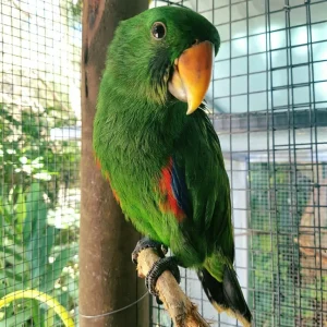 10-month-old New Guinea Eclectus Parrot