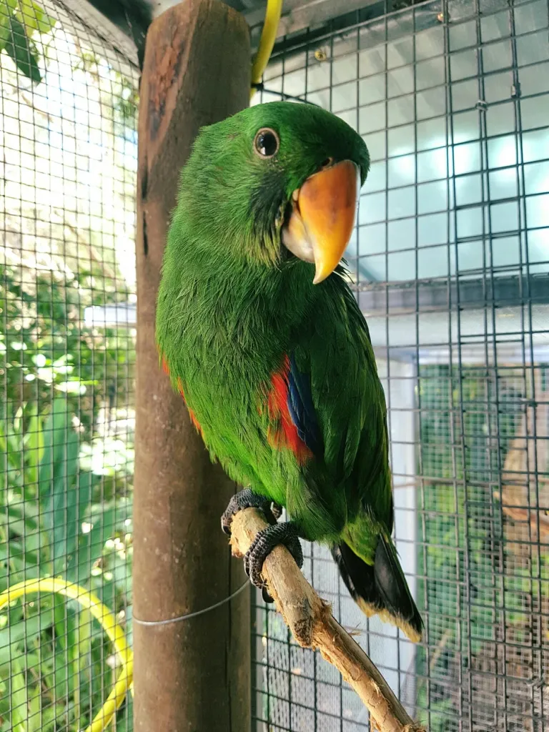 10-month-old New Guinea Eclectus Parrot 10-month-old New Guinea Eclectus Parrot